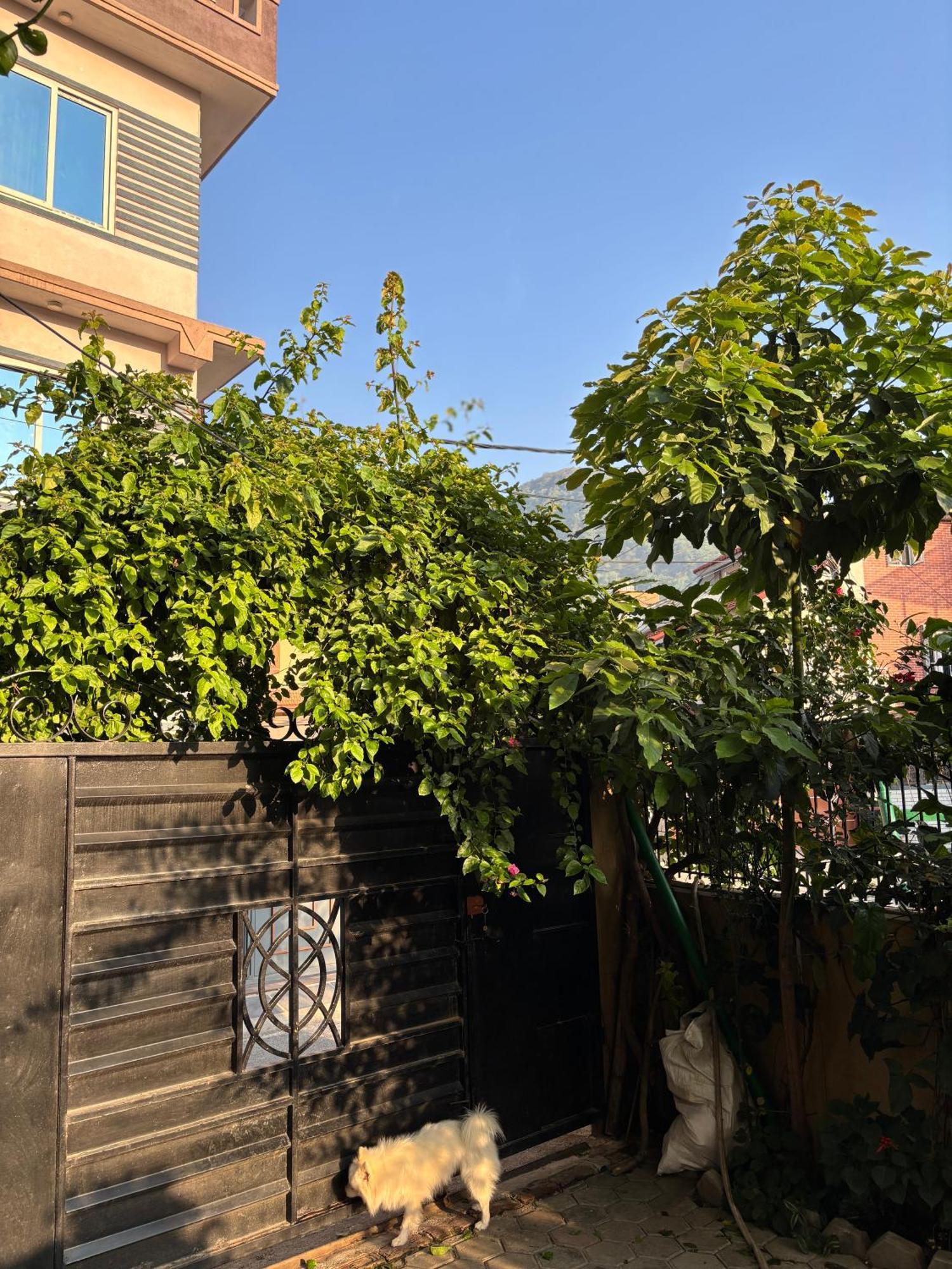 Mums Homestay & Studio Apartments Катманду Екстер'єр фото