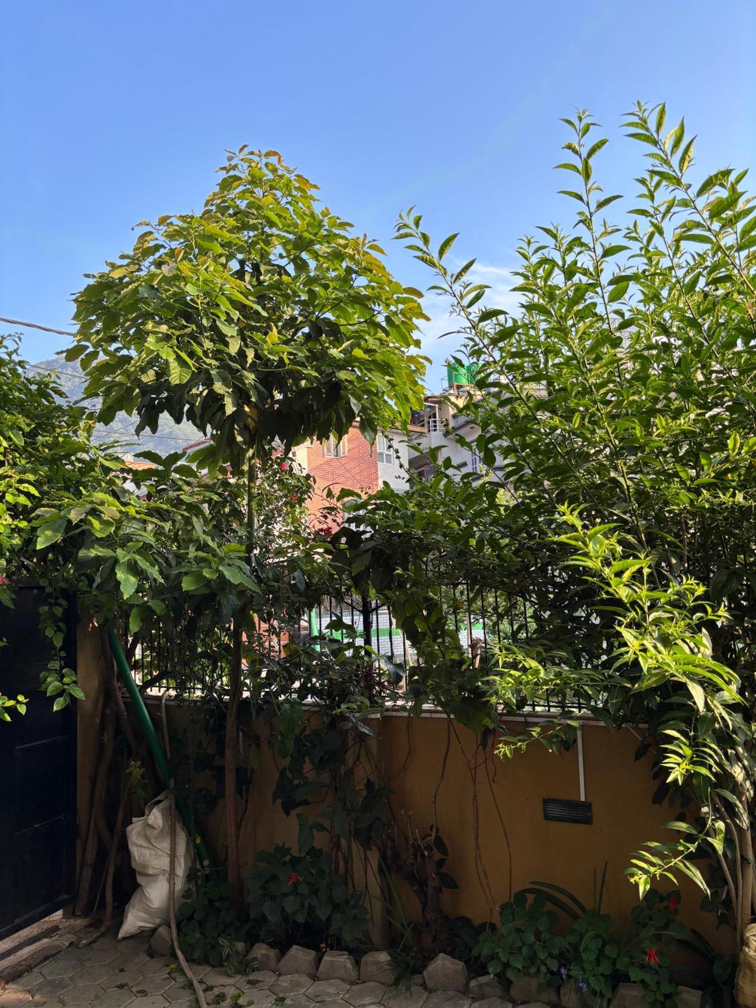 Mums Homestay & Studio Apartments Катманду Екстер'єр фото